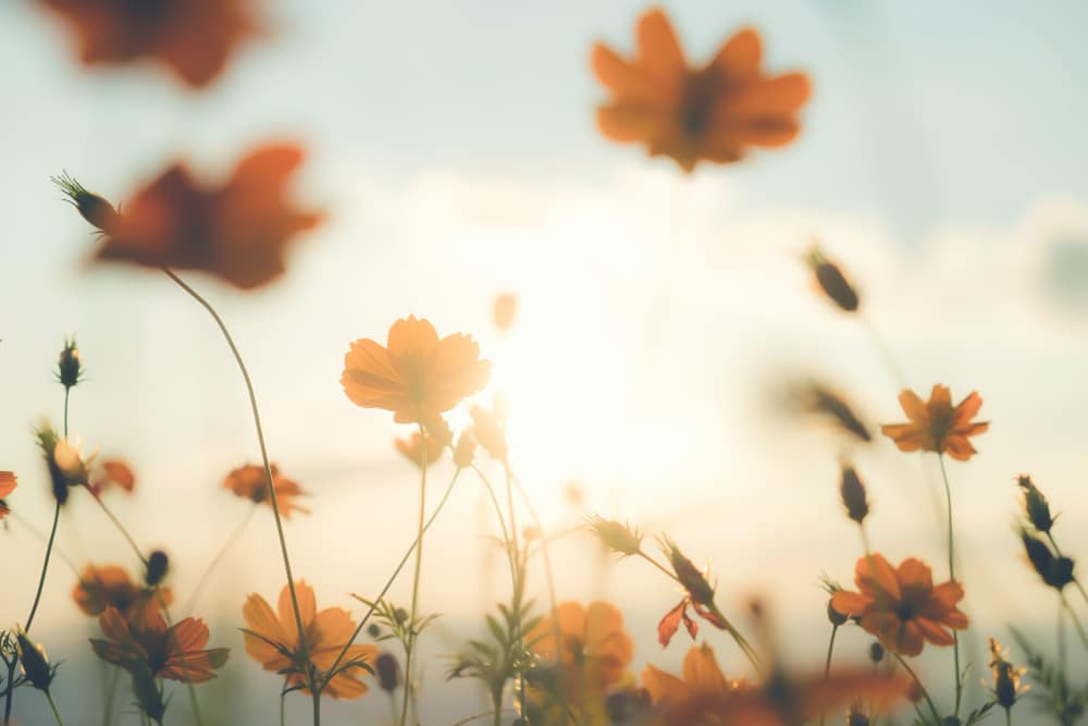 cosmos summer flower in Normandy