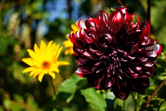 fleurs printemps jardin